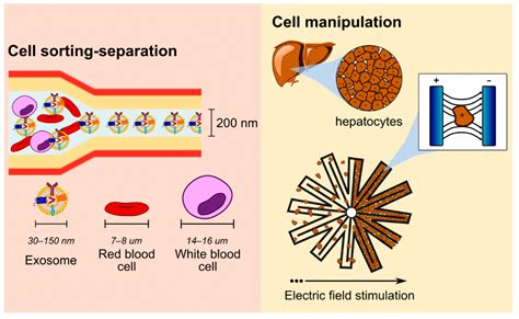 Nanomaterials Free Full Text Role Of Nanomaterials In The Fabrication Of Bionemsmems For