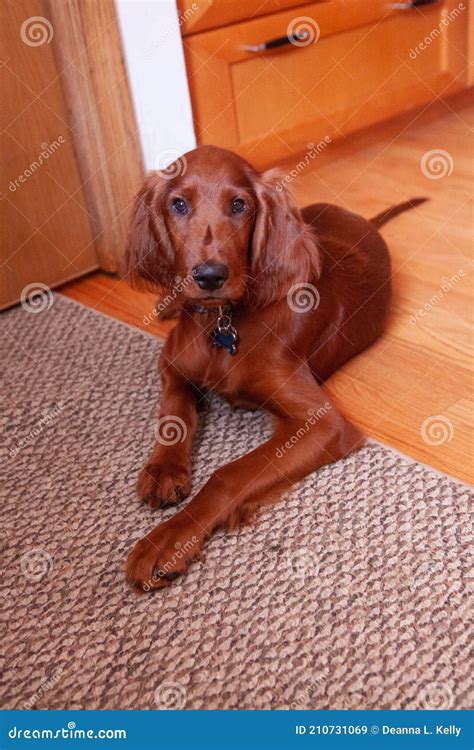 Adorable Irish Setter Puppy Stock Image Image Of Paws Painting