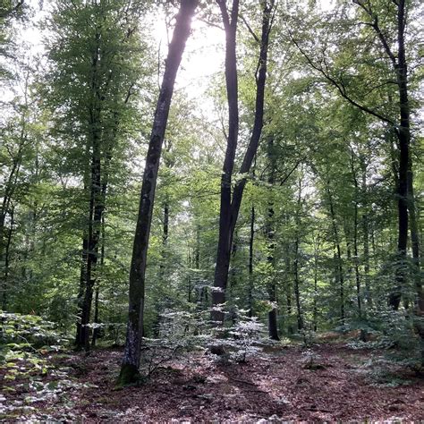 Replay Nature comment réapprendre à découvrir la faune sauvage qui