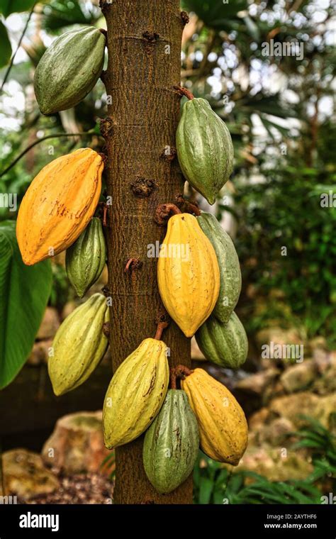 Theobroma Cacao árbol De Planta De Cacao Con Enormes Granos De Cacao Utilizados Para La