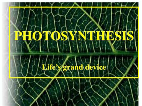 Solution Photosynthesis Studypool