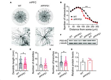 Altered Dendritic Morphology In The Mpfc Of Month Old App Ps