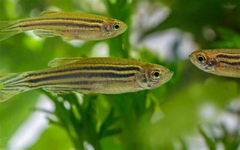 Zebra Danio: Profile, Tank, Diet, Care, And Breeding