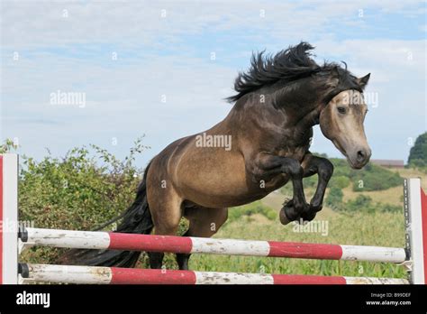 Connemara pony jumping hi-res stock photography and images - Alamy