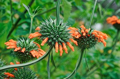 Leonotis leonurus Seed