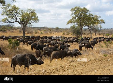 African buffalo (Syncerus caffer), herd in the savannah, South Africa ...