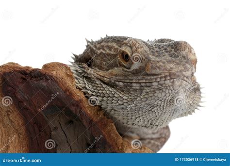 Bearded Lizard Pogona Barbata and Tree Branch Isolated, Closeup. Exotic Pet Stock Photo - Image ...