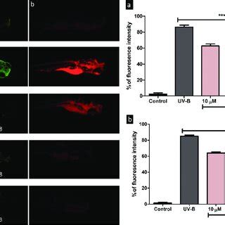 Oxidative Stress Induced By Uv B Irradiation In Zebrafish Larvae And