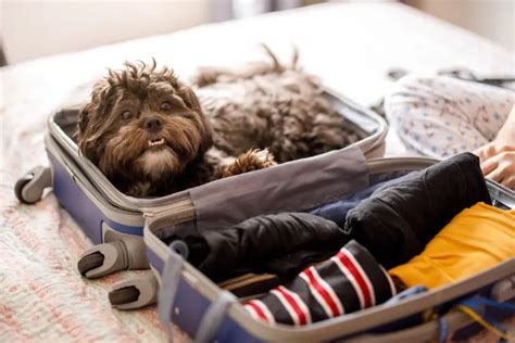 Reisen Mit Hund Tipps F R Einen Stressfreien Urlaub Mit Dem Vierbeiner