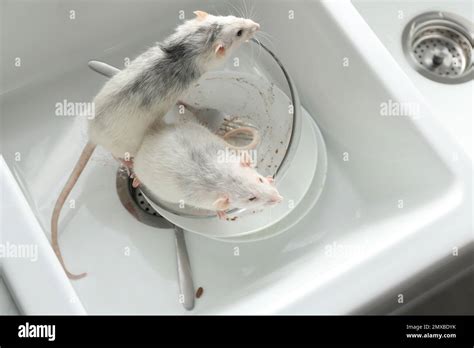 Rats And Dirty Dishes In Kitchen Sink Pest Control Stock Photo Alamy