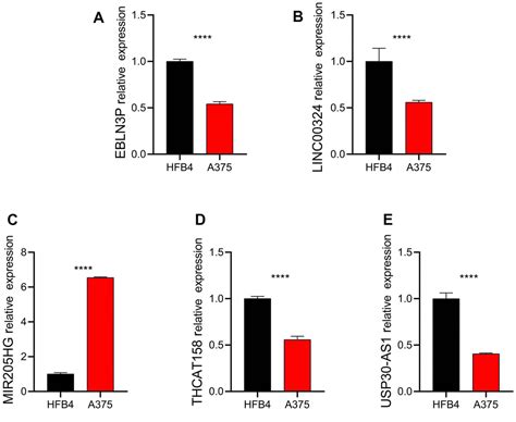 The Development And Experimental Validation Of Hypoxia Related Long