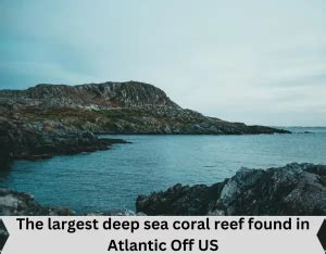 The Largest Deep Sea Coral Reef Found In Atlantic Off Us Forumias