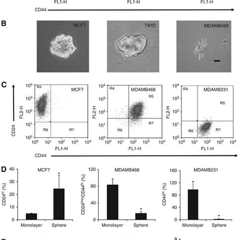 Cd24cd44 Expression In Monolayer And Mammosphere Growth Conditions