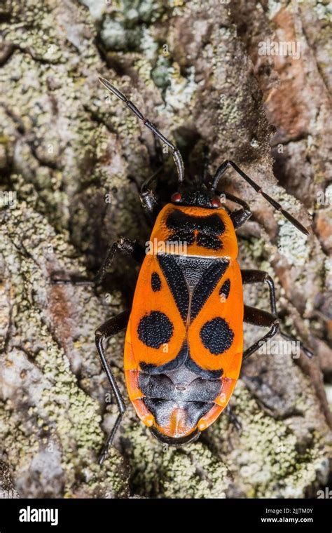 Macro Photos Of A Fire Bug Pyrrhocoris Apterus Macro Photo Of