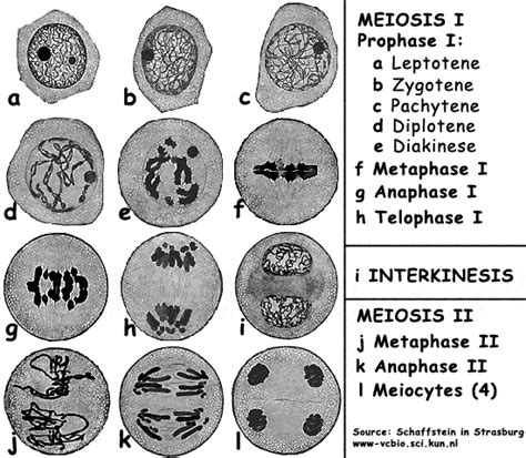 Function And Stages Of Meiosis