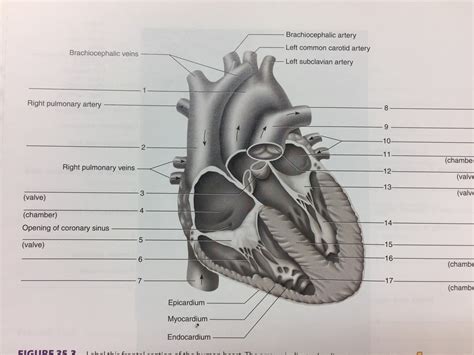 32 Label The Anterior View Of The Human Heart Labels Design Ideas 2020