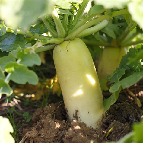 Tillage Radish Cover Crop Seeds – Hudson Valley Seed Company