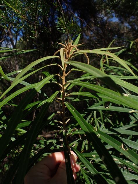 Long Leaf Star Hair From Dunwich QLD 4183 Australia On July 07 2022