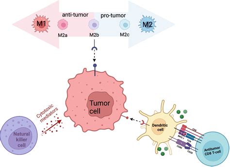 Frontiers Breaking Down The Tumor Immune Infiltration Within