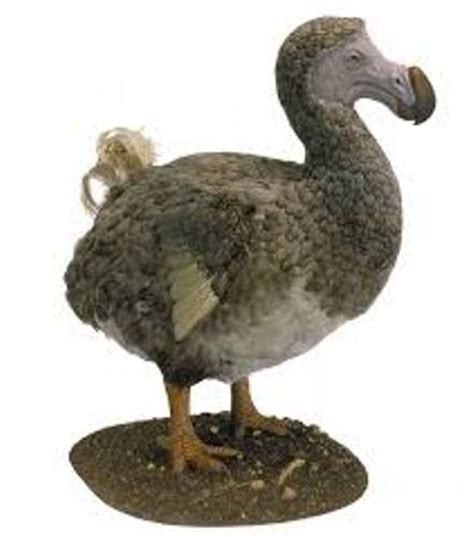 10 Facts about Dodo Birds | Fact File