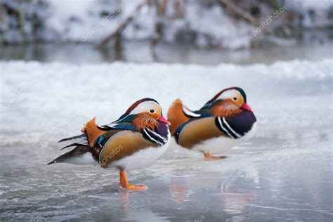 Primer Plano De Hermosos Y Coloridos Dos Patos Mandar N Macho Aix