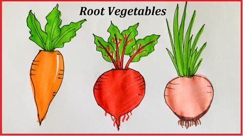 Root Vegetables Drawing And Colouring How To Draw Carrot Beet Root