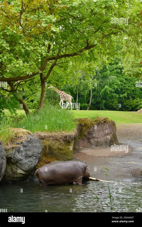 Seattles Iconic Woodland Park Zoo Stock Photo Alamy