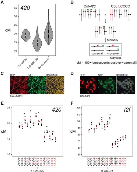 Natural Variation And Dosage Of The Hei10 Meiotic E3 Ligase Control