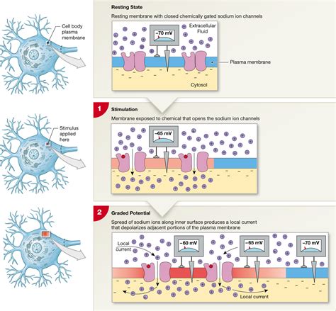 12 4 The Membrane Potential Of A Neuron Is Determined By Differences