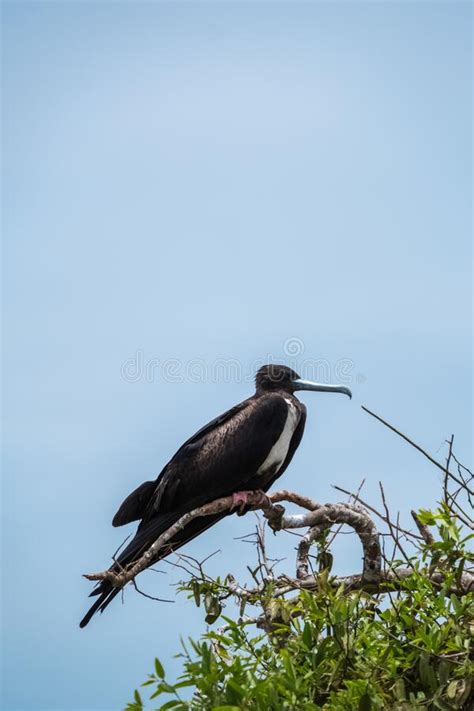 Hembra Frigatebird Sentada En Nido Con Pollo En La Isla De Galapagos