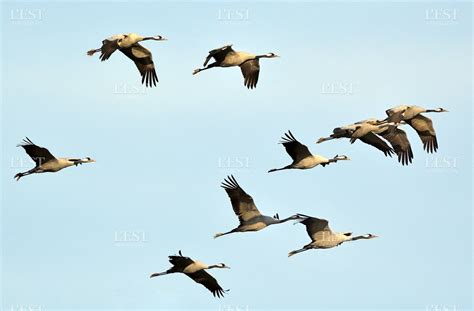 Les Grues Cendr Es Traktorpool Schlepper