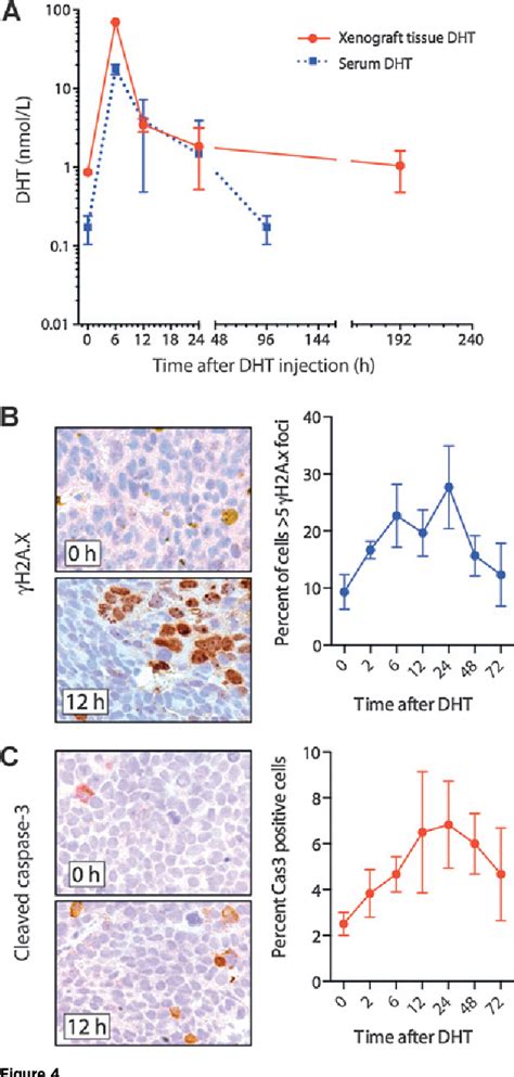 Figure 4 From Androgen Deprivation Followed By Acute Androgen Stimulation Selectively Sensitizes