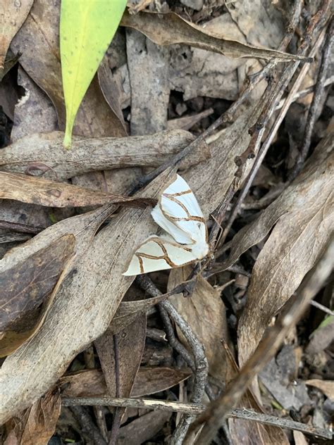 Clara S Satin Moth From Alpine National Park Moroka Vic Au On