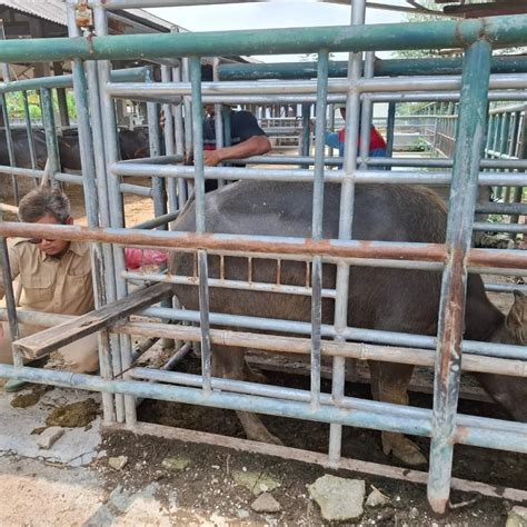 PEMERIKSAAN KEBUNTINGAN PADA TERNAK KERBAU UPTD PEMBIBITAN TERNAK