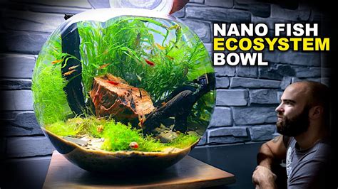 Nano Fish Ecosystem Bowl AMAZING NO WATER CHANGE No Filter Aquarium