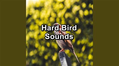 Dreamy Bird Sounds To Help Insomnia To Loop For Hours Youtube