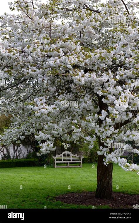 Flowering Cherry Shirotae Hi Res Stock Photography And Images Alamy