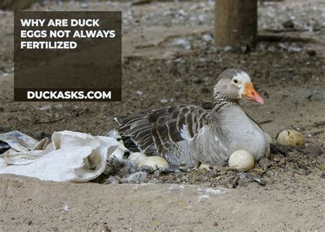 Are All Duck Eggs Fertilized Duck Asks