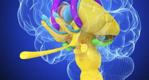 Nucleus Gracilis Nedir