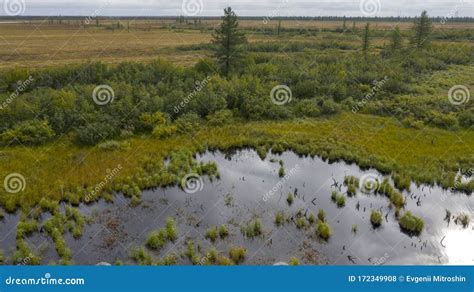 Paisaje Del Bosque tundra Y La Orilla Del Río Arenoso Vista Panorámica