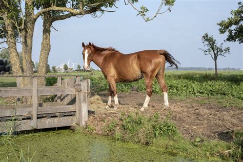 377 Chestnut Horse White Blaze Stock Photos Free And Royalty Free Stock