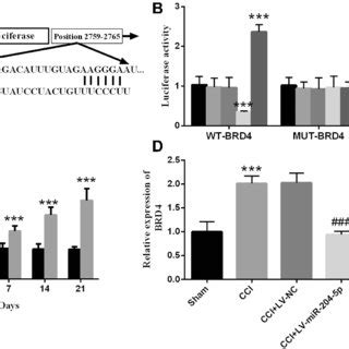 Brd Is A Potential Target Gene Of Mir P A Complementary