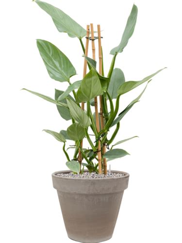 Philodendron Silver Queen Donica Terra Cotta System Vulkastrat