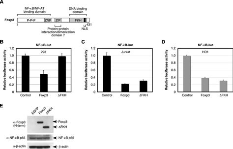 Fkh Domain Of Foxp3 Is Required To Inhibit Nf κb Activation In Hek 293t