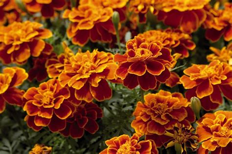 Tagete Tagetes Piante Annuali Scopri Il Prezzo Del Tagete