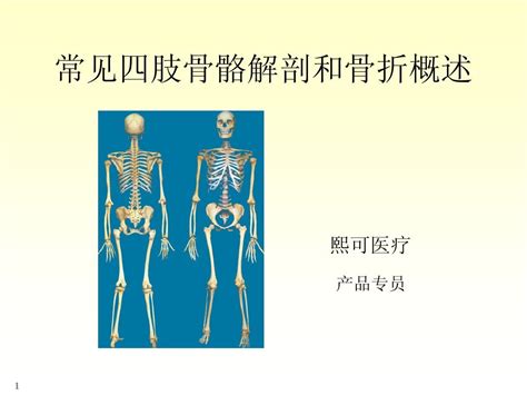 四肢骨骼解剖和骨折概述word文档在线阅读与下载无忧文档