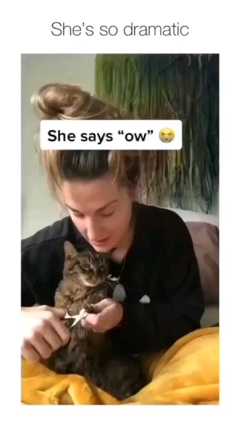 dramatic cat funny animals funny animal  cute animals