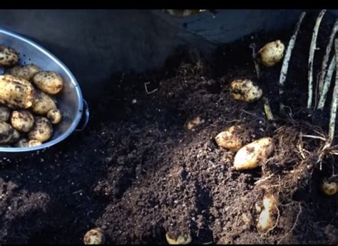 Potato Yukon Gold Overview Growing Tips