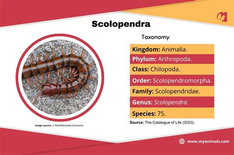 The Genus Scolopendra: Characteristics, Habitat, and Bites
