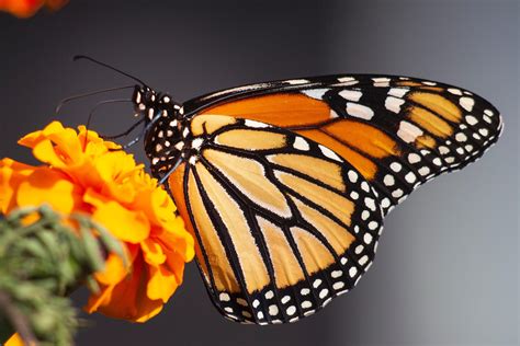 Butterfly Wonderland
